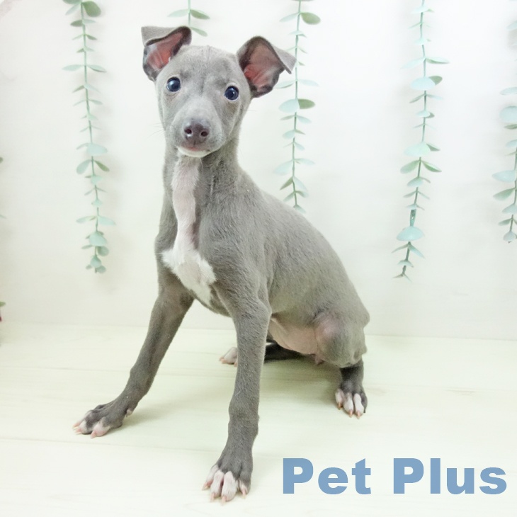 イタリアン・グレーハウンドの写真2