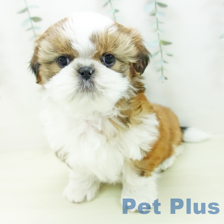 シー・ズーの写真2