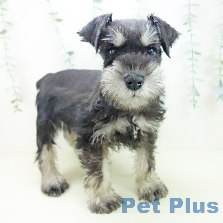 ミニチュア・シュナウザー