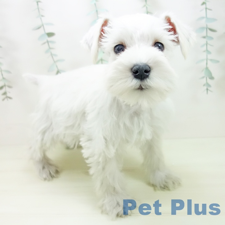 ミニチュア・シュナウザー