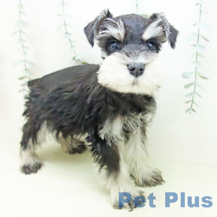 ミニチュア・シュナウザー