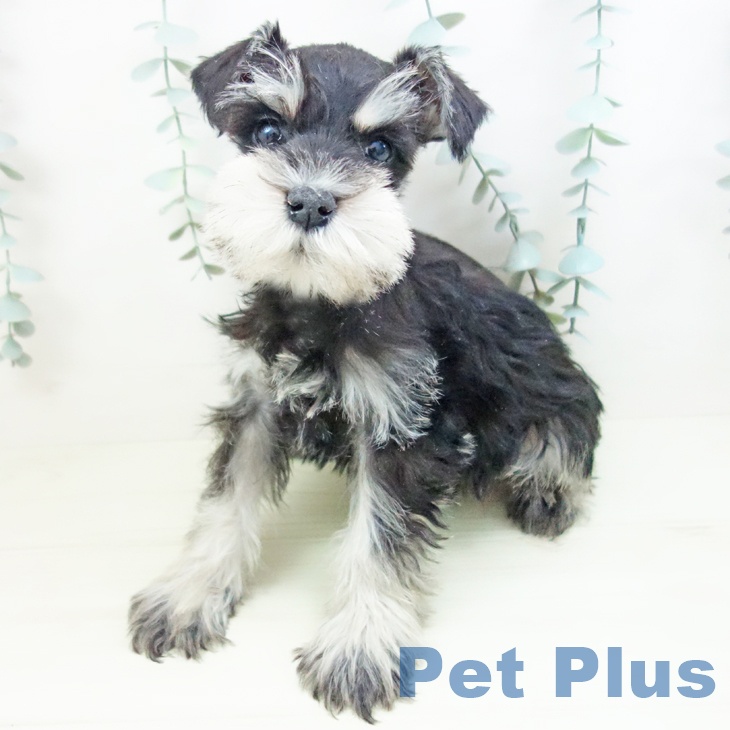 ミニチュア・シュナウザーの写真2