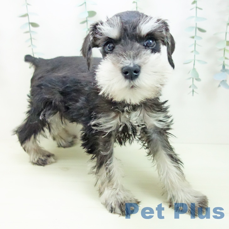 ミニチュア・シュナウザー