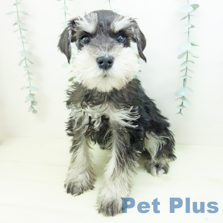 ミニチュア・シュナウザーの写真2