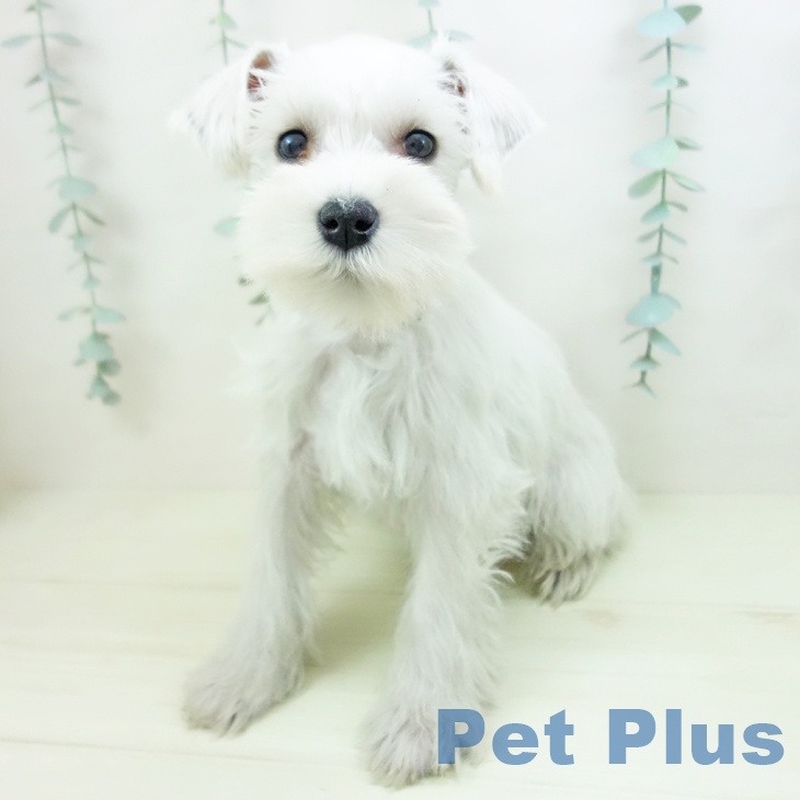 ミニチュア・シュナウザーの写真2