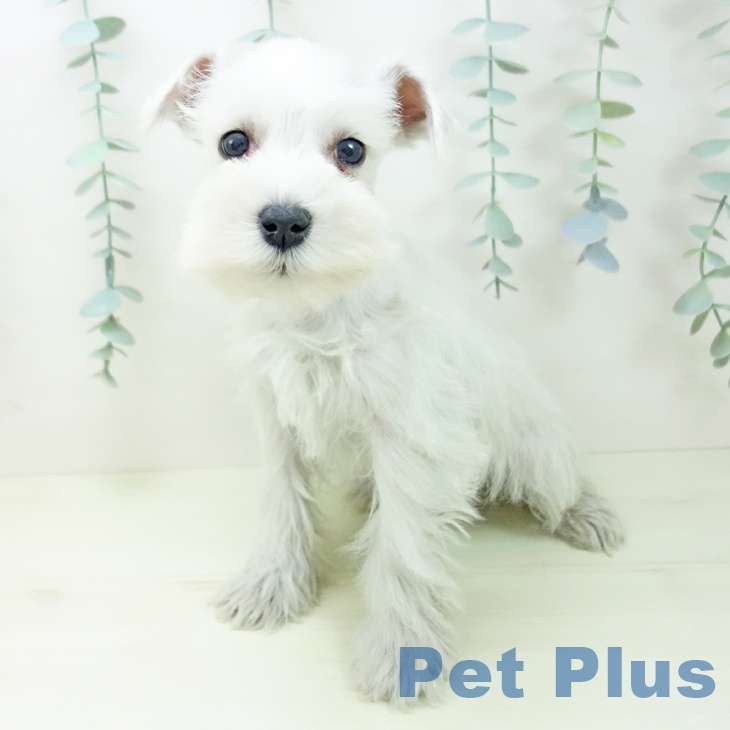 ミニチュア・シュナウザーの写真2