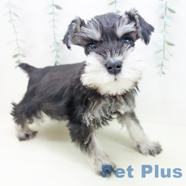 ミニチュア・シュナウザー