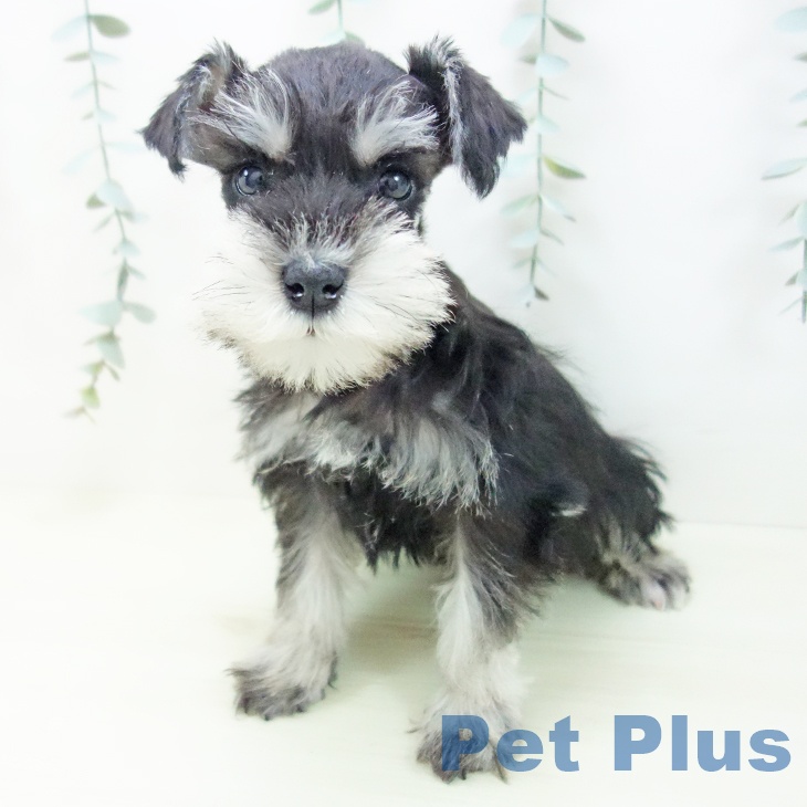 ミニチュア・シュナウザーの写真2