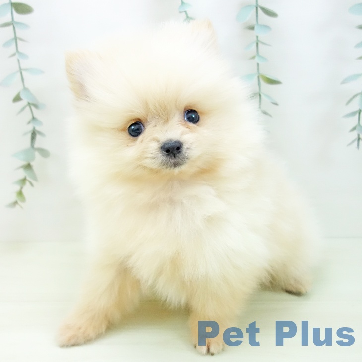 ポメラニアンの写真2