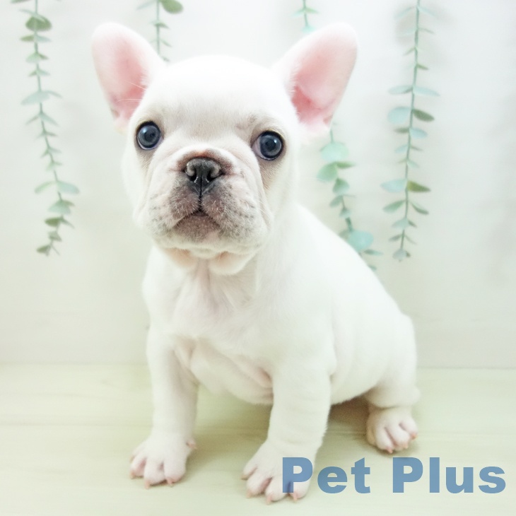 フレンチ・ブルドッグの写真2