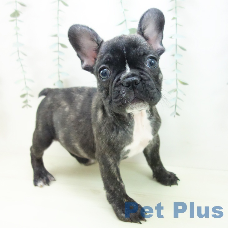 フレンチ・ブルドッグ