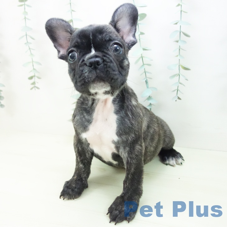 フレンチ・ブルドッグの写真2