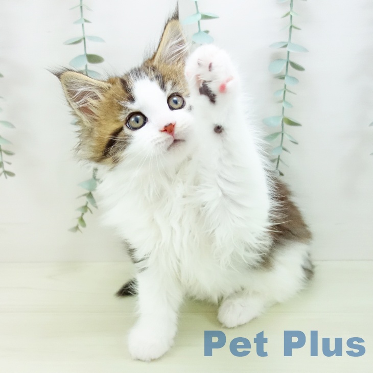 メインクーンの写真2