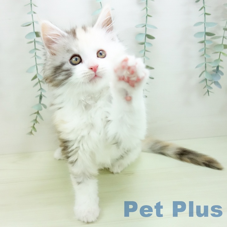 メインクーンの写真2