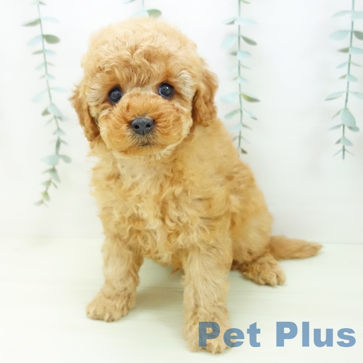 トイ・プードルの写真2