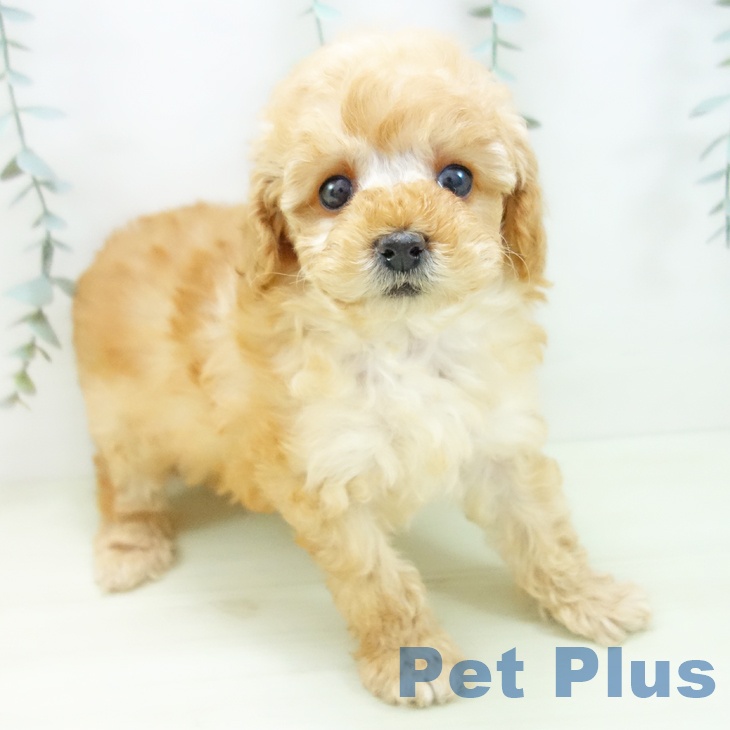 トイ・プードル