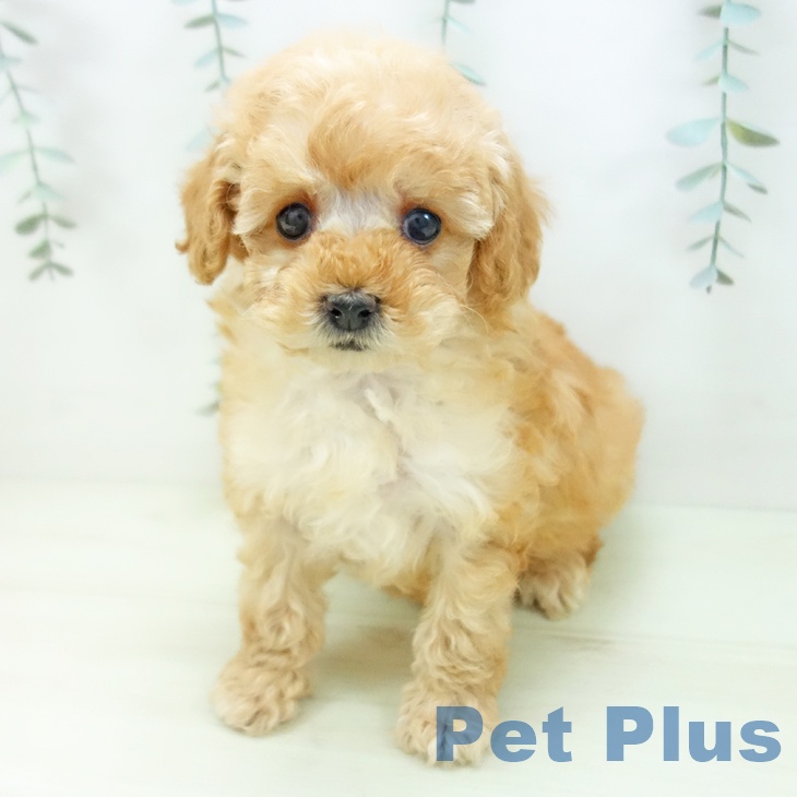 トイ・プードルの写真2