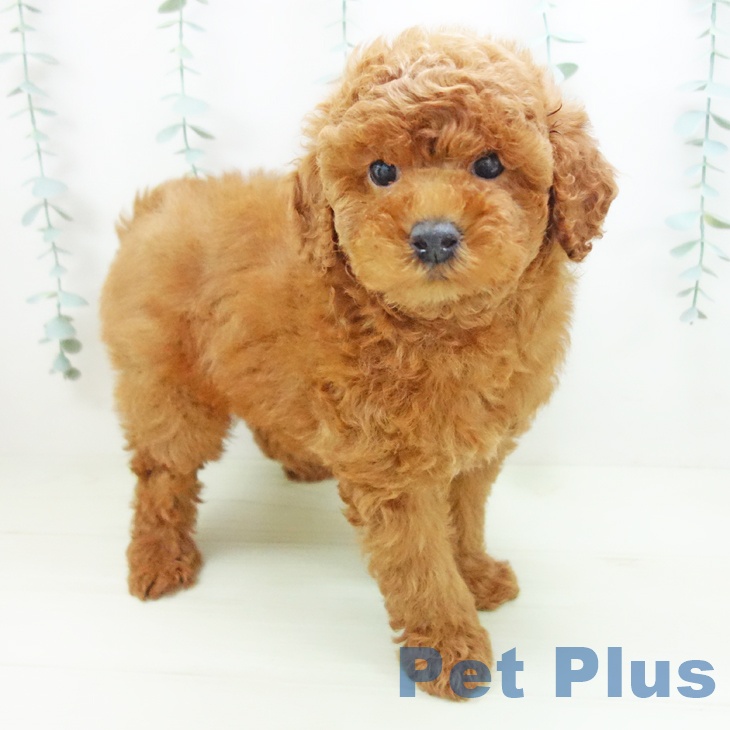 トイ・プードル