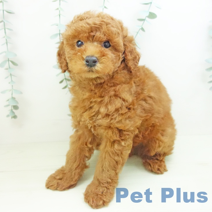 トイ・プードルの写真2