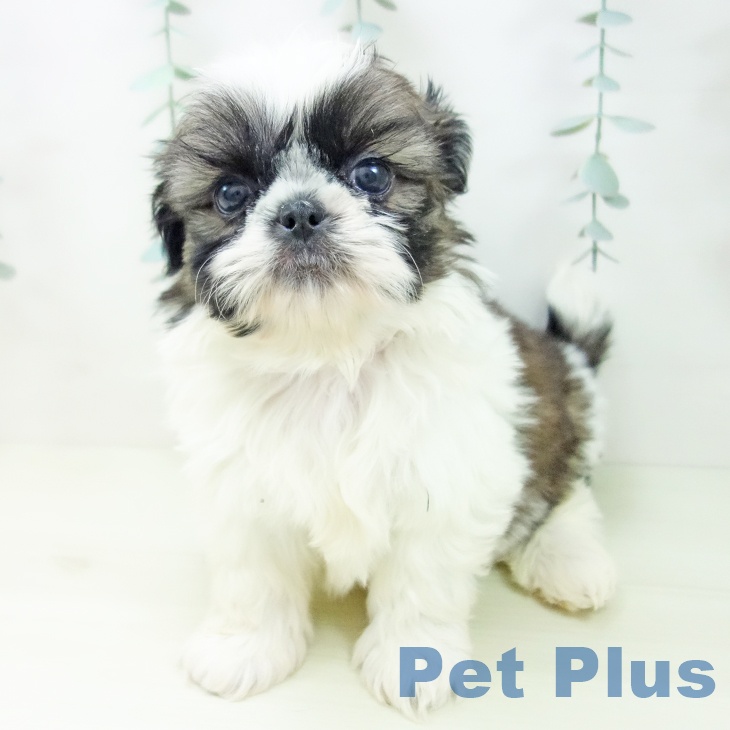 シー・ズーの写真2