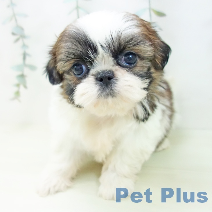 シー・ズーの写真2