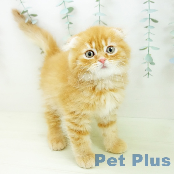 スコティッシュフォールド