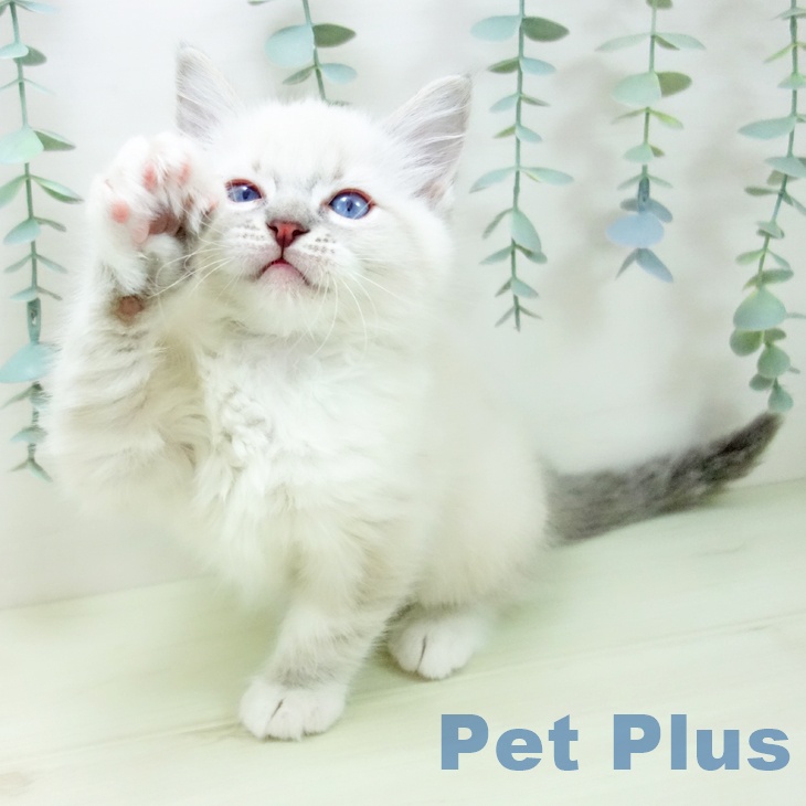 ラグドールの写真2