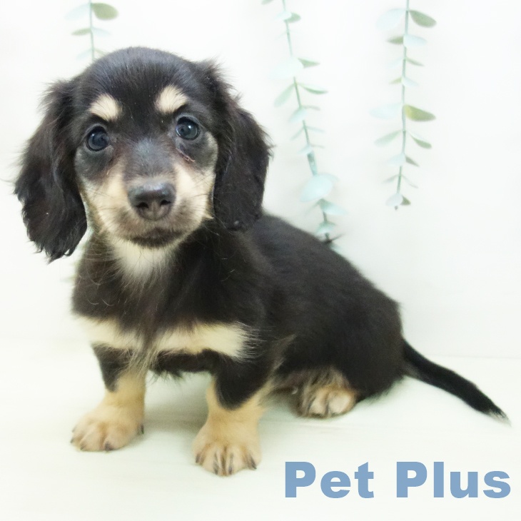 ミニチュア・ダックスフンドの写真2