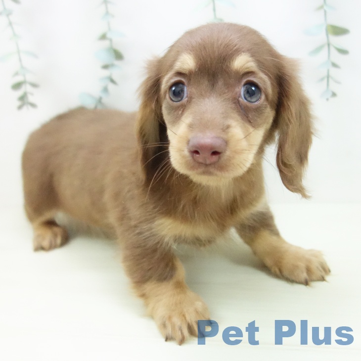 ミニチュア・ダックスフンド