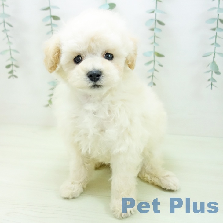 トイ・プードルの写真2