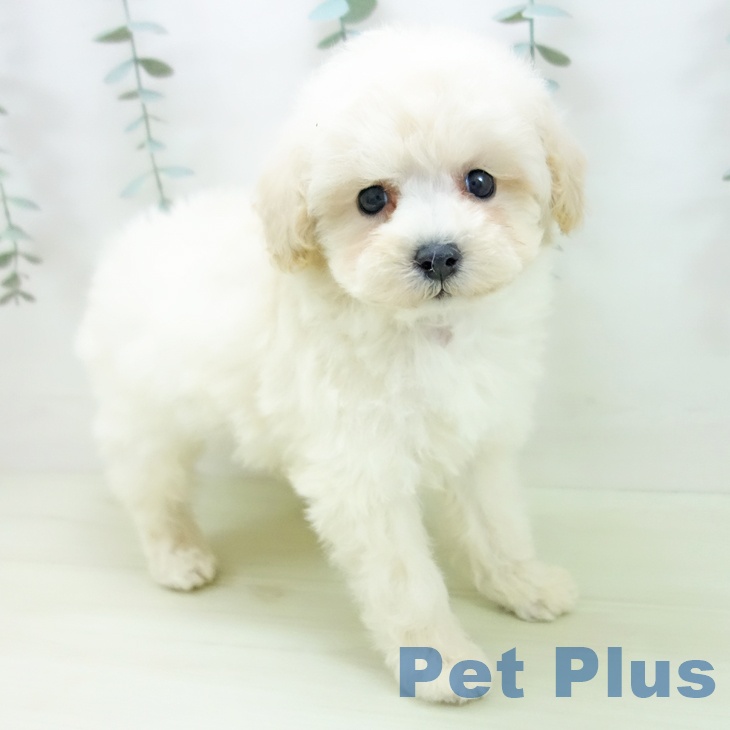 トイ・プードル