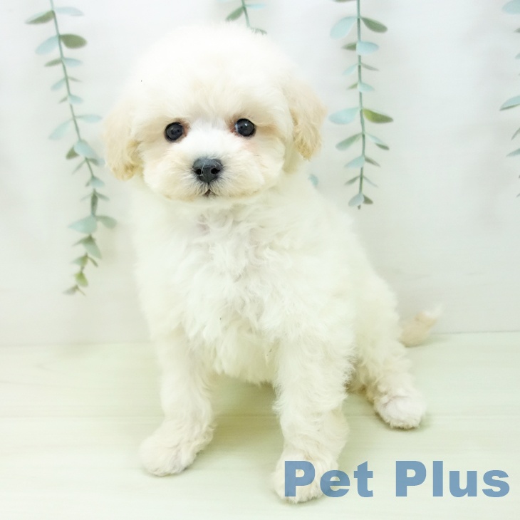 トイ・プードルの写真2