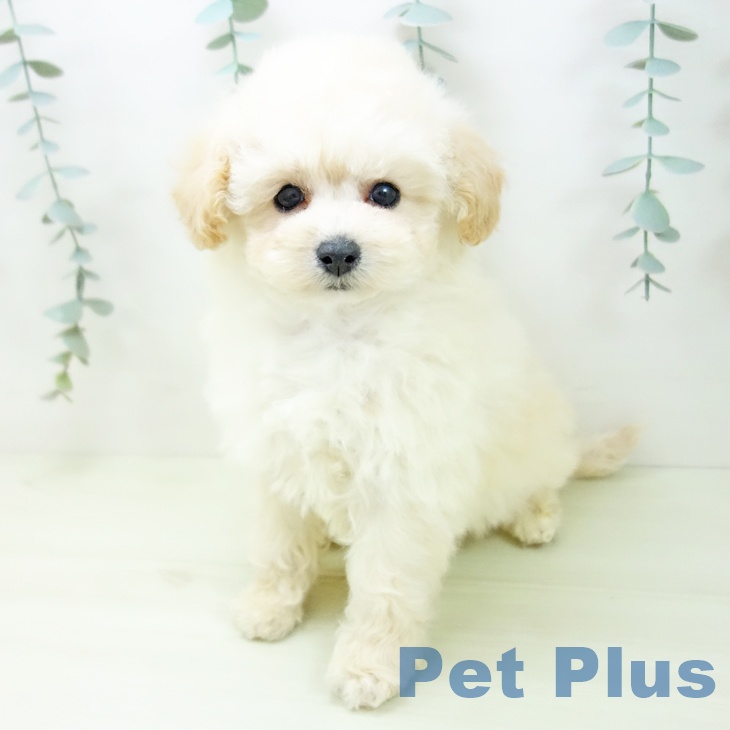 トイ・プードル