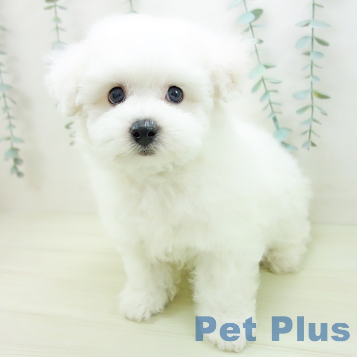 ビション・フリーゼ