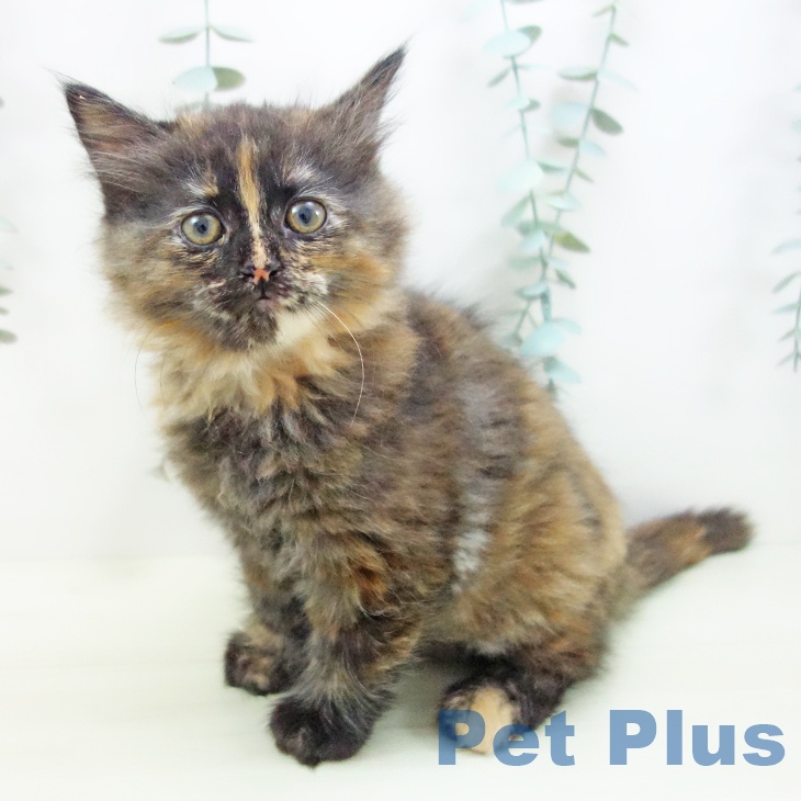 ラガマフィンの写真2