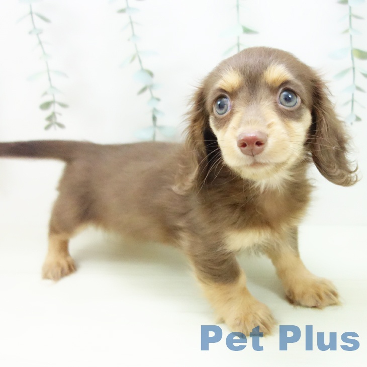 カニーンヘン・ダックスフンド