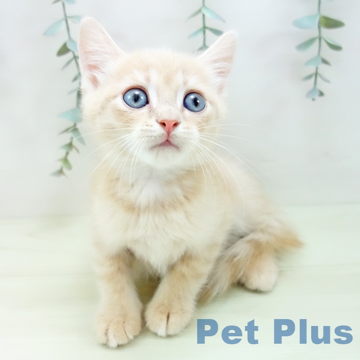 マンチカンの写真2