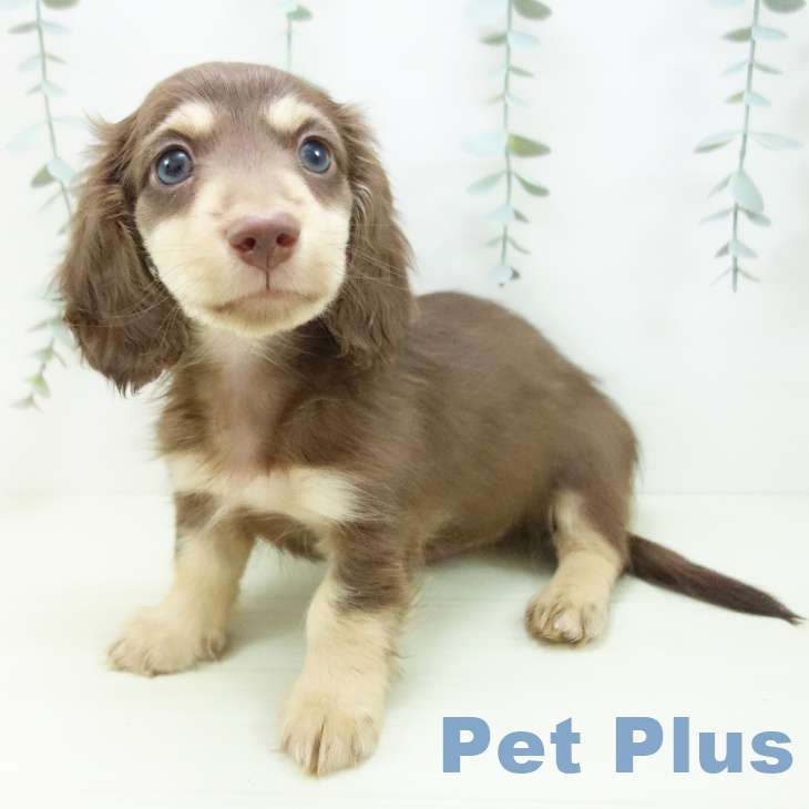 カニーンヘン・ダックスフンド