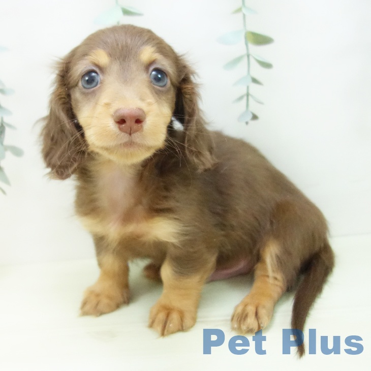 カニーンヘン・ダックスフンドの写真2