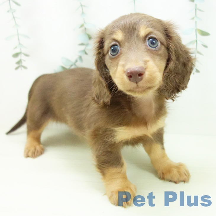 カニーンヘン・ダックスフンド