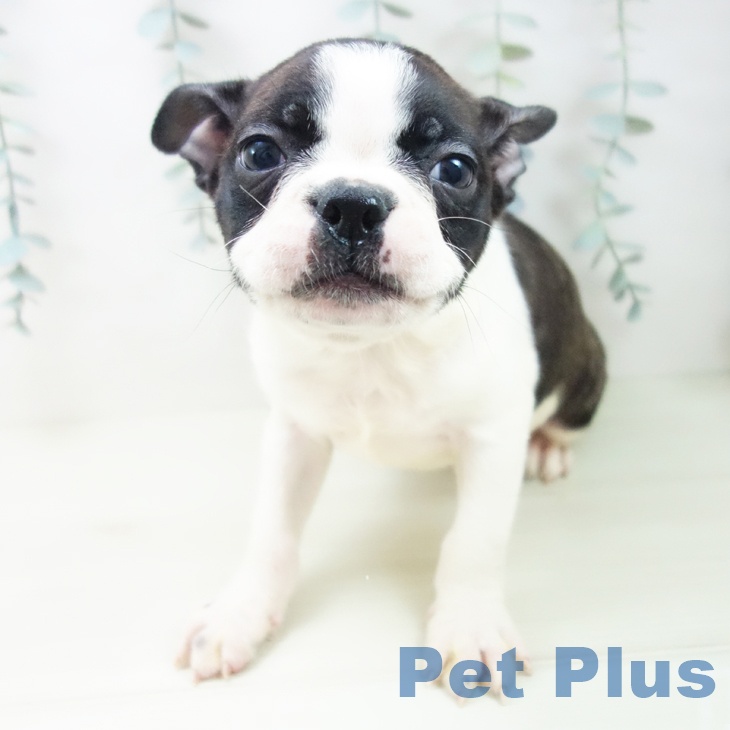 ボストン・テリアの写真2