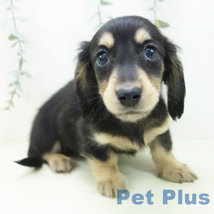 ミニチュア・ダックスフンド