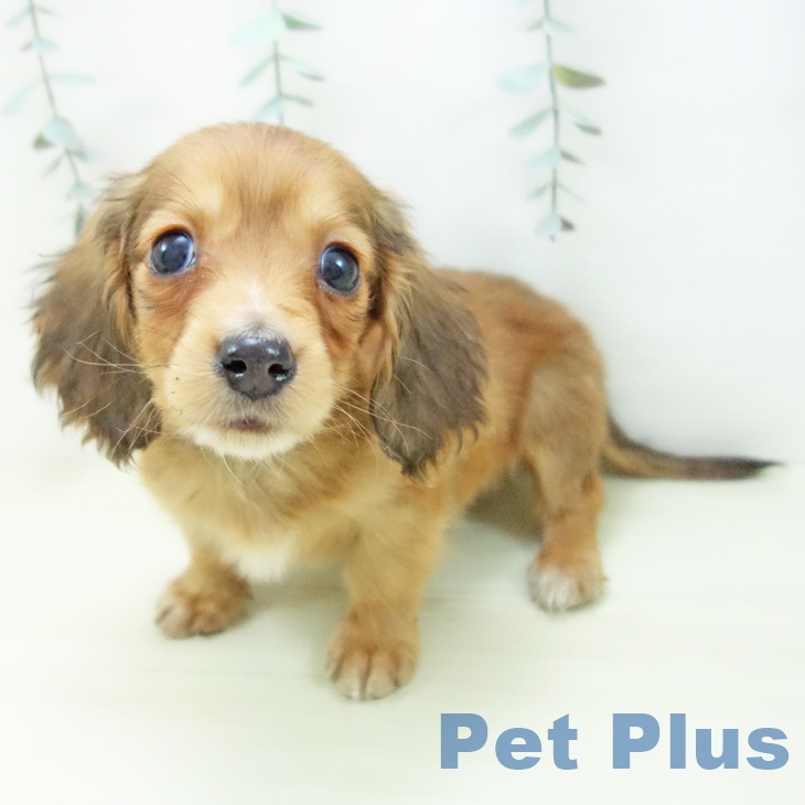 ミニチュア・ダックスフンドの写真2