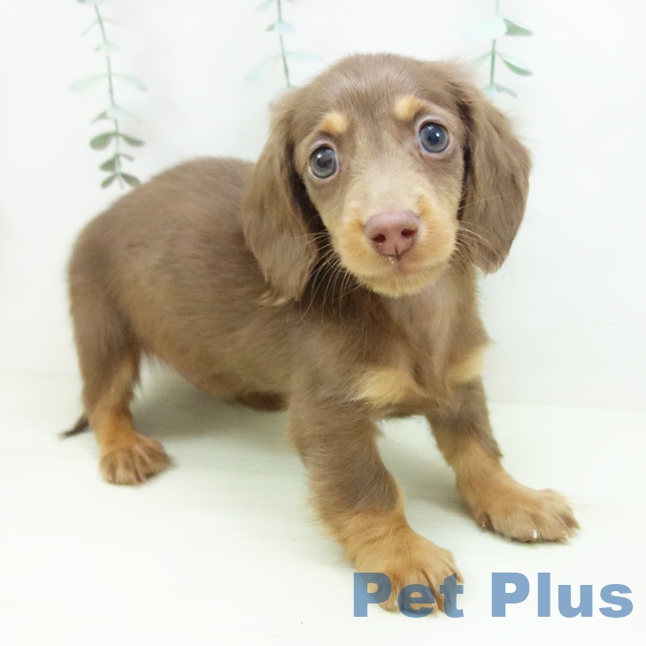 ミニチュア・ダックスフンド