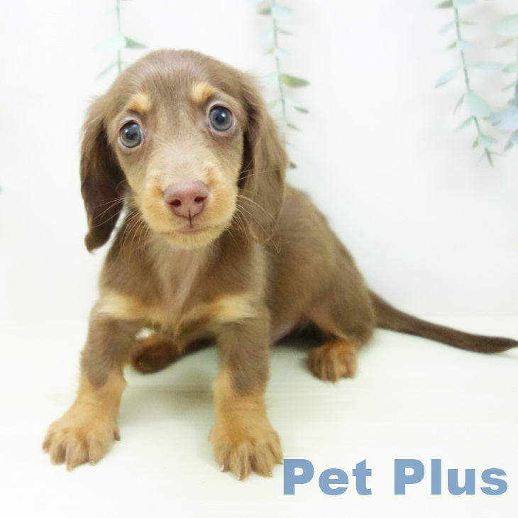 ミニチュア・ダックスフンドの写真2