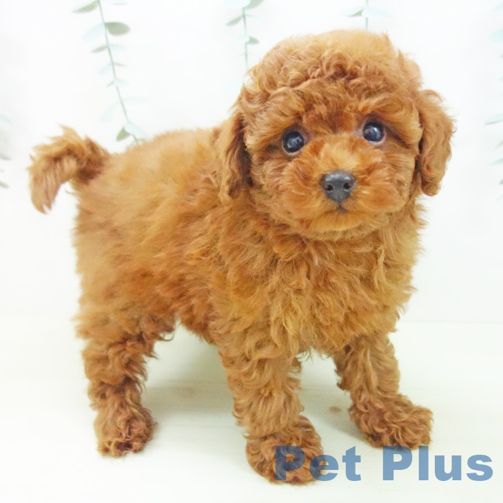 トイ・プードル