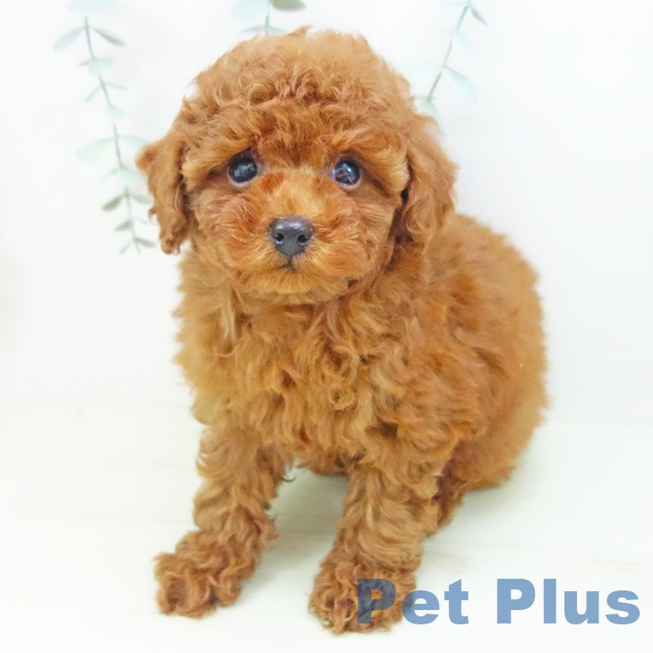 トイ・プードルの写真2