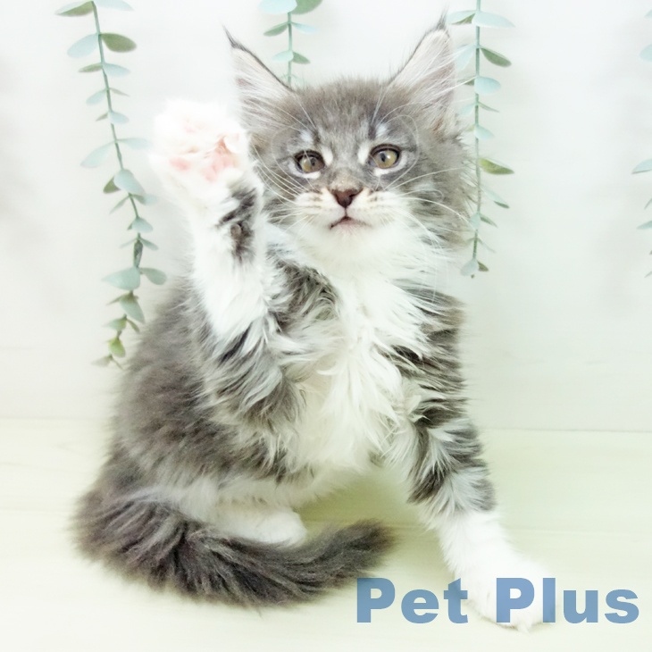 メインクーンの写真2