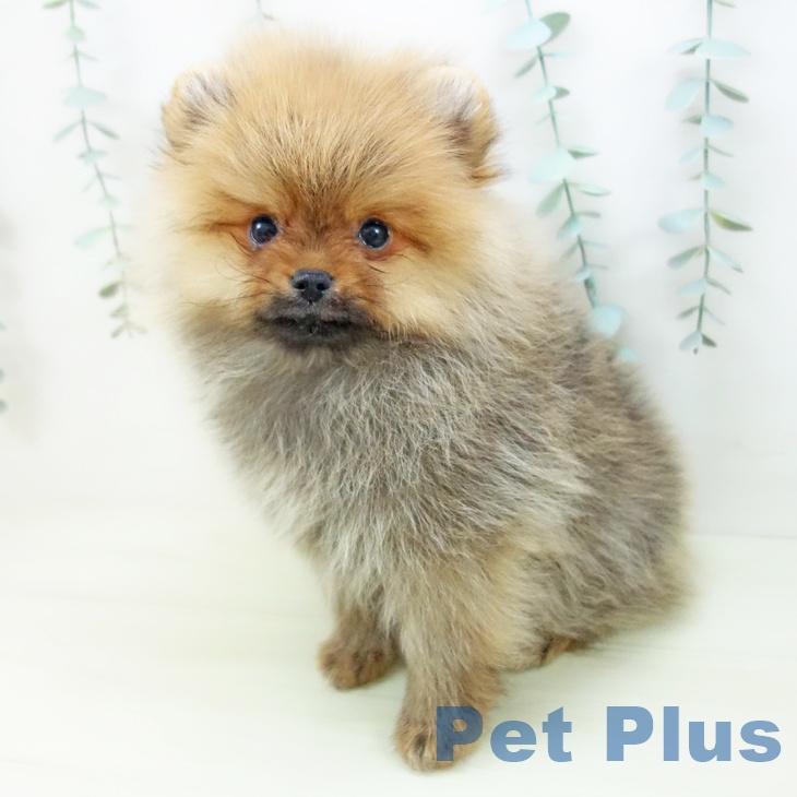 ポメラニアンの写真2