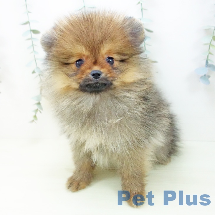 ポメラニアンの写真2
